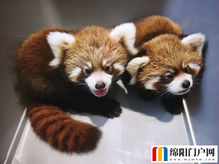 绵阳中华大熊猫苑开展趣味科普互动活动