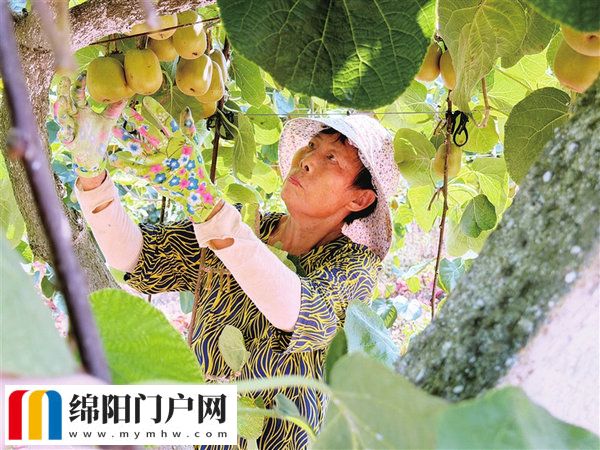 蜜蜂“授粉” 甜“猕”不止多一点 游仙鑫龙村300亩猕猴桃迎来丰收季